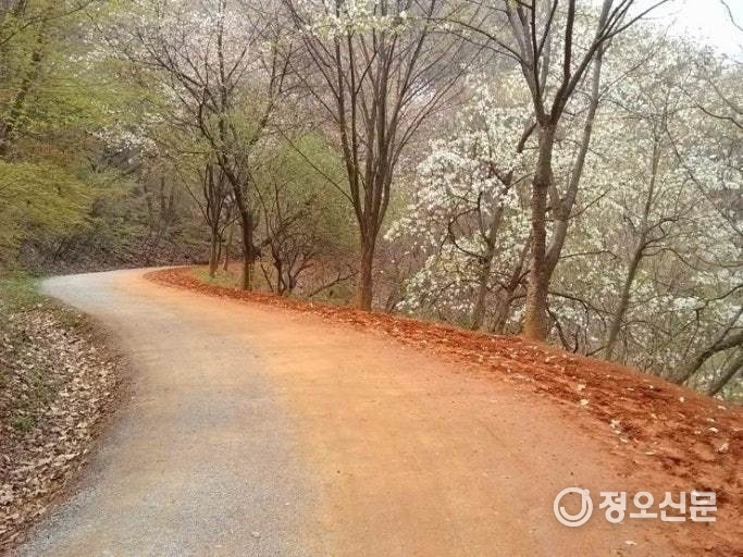 계족산 황토길