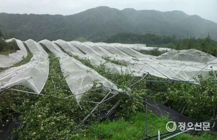 과수 4종(사과․배․단감․떪은감) 농작물 재해보험 가입하세요