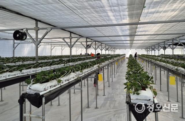 ‘강북 스마트팜 재배단지’ 내부 모습