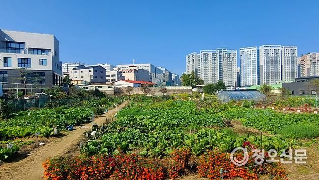 하남시, 공공텃밭 분양…“흙 내음 속에서 행복을 키우세요”