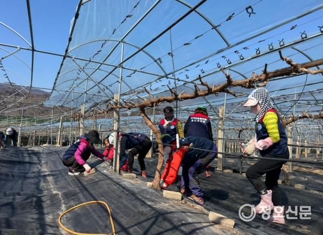 울진군 자원봉사자, 산불 피해 농가 복구작업 지원