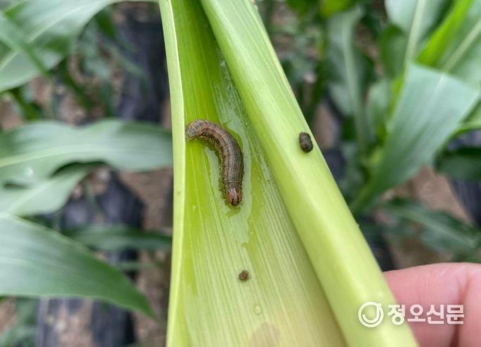 열대거세미나방