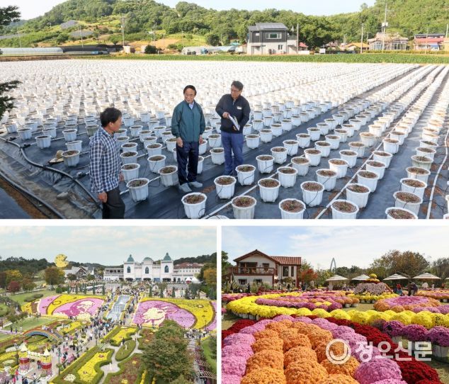심 민 임실군수, 임실N치즈축제 국화재배 현장 방문